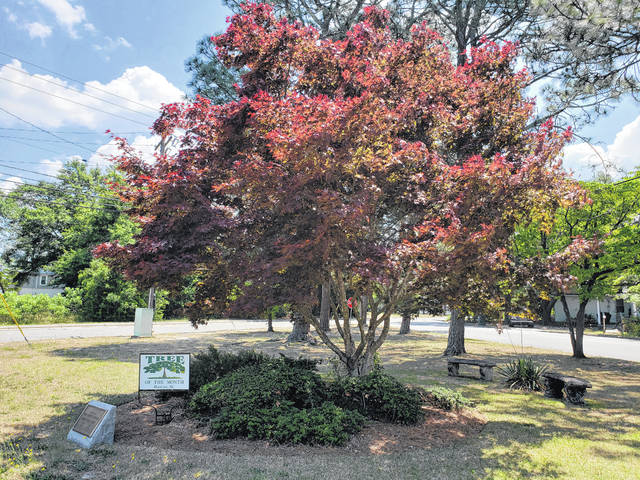 
			
				                                Photo courtesy of Carmen Hadinger
                                The Hamlet Tree and Beautification picked out a colorful Japanese maple for May’s “Tree of the Month” located on the corner of McDonald Ave. & Hwy. 177. This tree was dedicated in memory of Rex A. Howell, Captain of the Hamlet Police Department. The beautiful area provides shade and concrete benches.
 
			
		