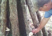
			
				                                Shiitake mushroom workshop participant, in Anson Co., checking on fruiting logs.
                                 Contributed photo

			
		